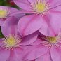 Wonderful Alaina Beautiful Flower Garden Plant
