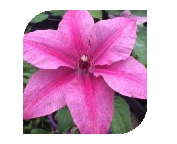 Wonderful Rosalie Donahros Beautiful Flower Garden Plant