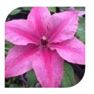 Wonderful Rosalie Donahros Beautiful Flower Garden Plant