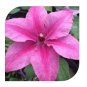 Wonderful Rosalie Donahros Beautiful Flower Garden Plant