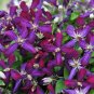 Wonderful Sweet Summer Love Beautiful Flower Garden Plant