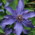 Wonderful Sapphire Indigo Beautiful Flower Garden Plant
