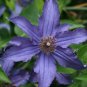 Wonderful Sapphire Indigo Beautiful Flower Garden Plant