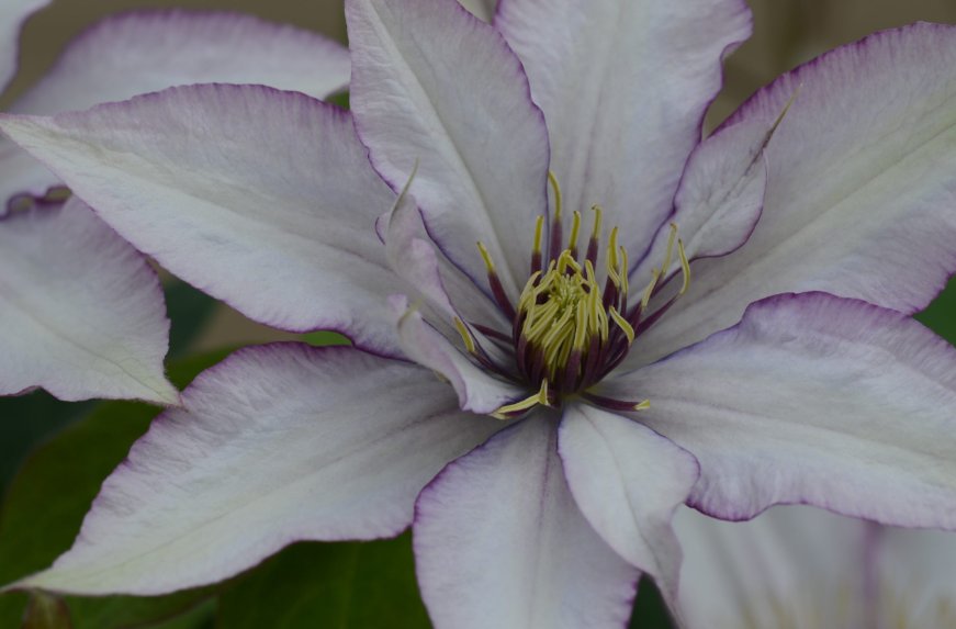 Wonderful Samaritan Jo Beautiful Flower Garden Plant
