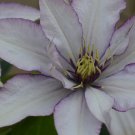 Wonderful Samaritan Jo Beautiful Flower Garden Plant