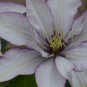 Wonderful Samaritan Jo Beautiful Flower Garden Plant