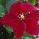 Wonderful Rosemoor Beautiful Flower Garden Plant