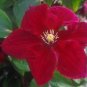 Wonderful Rosemoor Beautiful Flower Garden Plant