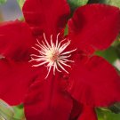 Wonderful Rebecca Beautiful Flower Garden Plant