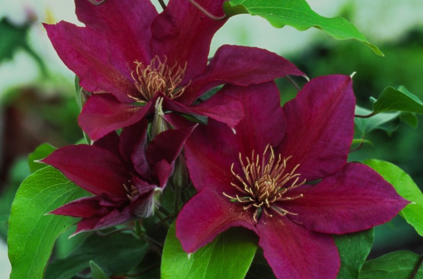 Wonderful Picardy Beautiful Flower Garden Plant