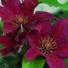 Wonderful Picardy Beautiful Flower Garden Plant