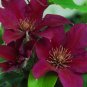 Wonderful Picardy Beautiful Flower Garden Plant