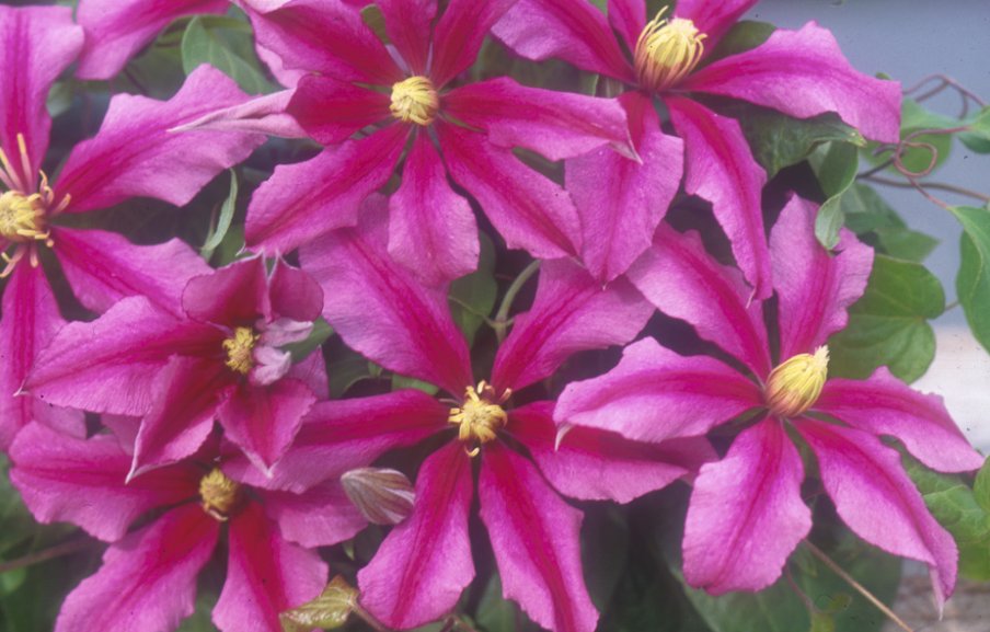 Wonderful Liberation Evifive Beautiful Flower Garden Plant