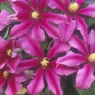 Wonderful Liberation Evifive Beautiful Flower Garden Plant