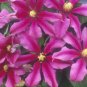 Wonderful Liberation Evifive Beautiful Flower Garden Plant