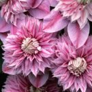 Wonderful Josephine Evijohil Beautiful Flower Garden Plant
