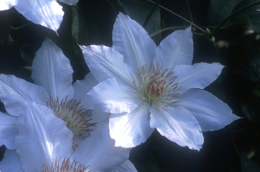 Wonderful Hyde Hall Beautiful Flower Garden Plant