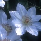 Wonderful Hyde Hall Beautiful Flower Garden Plant