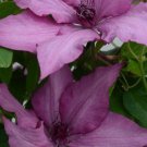Wonderful Giselle Beautiful Flower Garden Plant