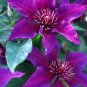 Wonderful Fleuri Beautiful Flower Garden Plant