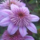 Wonderful Empress Beautiful Flower Garden Plant
