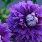 Wonderful Diamantina Beautiful Flower Garden Plant