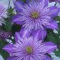 Wonderful Crystal Fountain Beautiful Flower Garden Plant