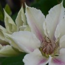 Wonderful Corinne Beautiful Flower Garden Plant