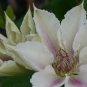 Wonderful Corinne Beautiful Flower Garden Plant