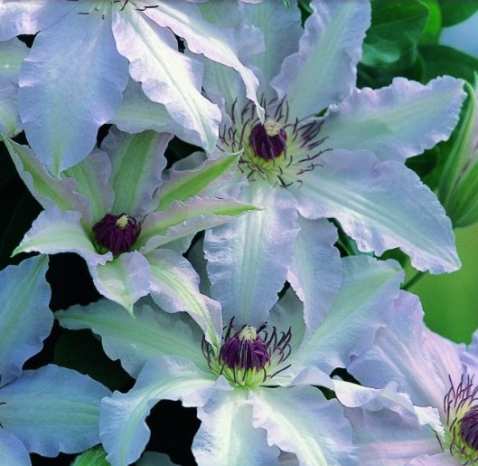 Wonderful Clair de lune Beautiful Flower Garden Plant