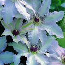 Wonderful Clair de lune Beautiful Flower Garden Plant
