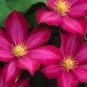 Wonderful Bourbon Beautiful Flower Garden Plant