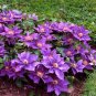 Wonderful Bijou Beautiful Flower Garden Plant