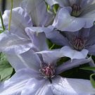 Wonderful Bernadine Beautiful Flower Garden Plant