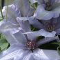 Wonderful Bernadine Beautiful Flower Garden Plant