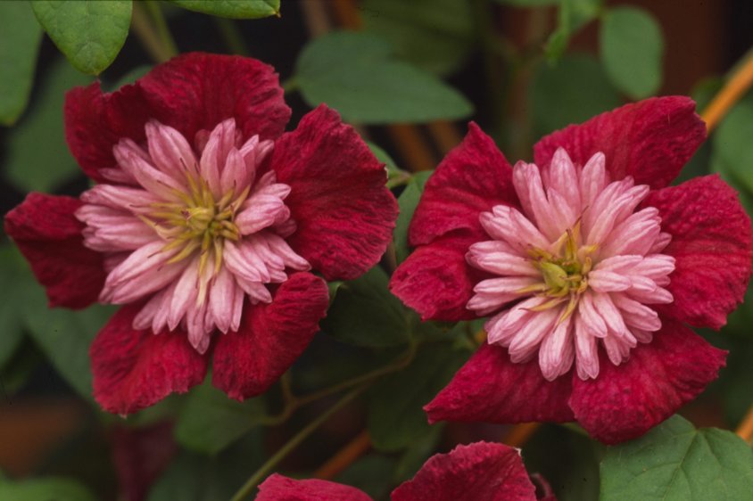 Wonderful Avant garde Beautiful Flower Garden Plant