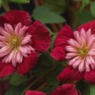 Wonderful Avant garde Beautiful Flower Garden Plant
