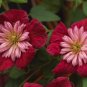 Wonderful Avant garde Beautiful Flower Garden Plant
