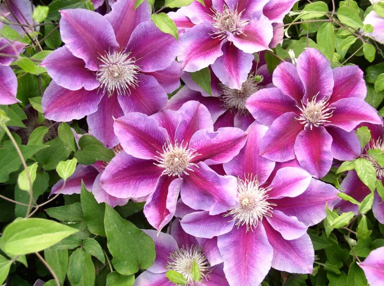 Wonderful Kilian Donahue Beautiful Flower Garden Plant