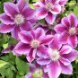Wonderful Kilian Donahue Beautiful Flower Garden Plant