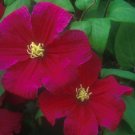 Wonderful Barbara Harrington Beautiful Flower Garden Plant