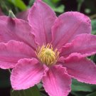 Wonderful Abilene Beautiful Flower Garden Plant