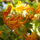 Wonderful Honeysuckle Mandarin Beautiful Flower Garden Plant