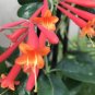 Wonderful Honeysuckle Major Wheeler Beautiful Flower Garden Plant