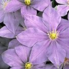 Wonderful Lady Northcliffe Beautiful Flower Garden Plant