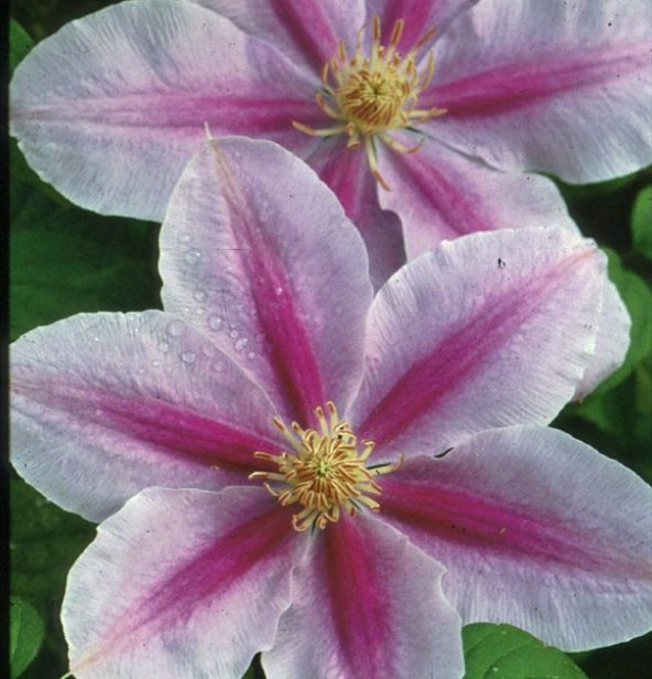 Wonderful Bees Jubilee Beautiful Flower Garden Plant