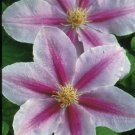 Wonderful Bees Jubilee Beautiful Flower Garden Plant