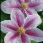 Wonderful Bees Jubilee Beautiful Flower Garden Plant