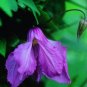 Wonderful Alionushka Beautiful Flower Garden Plant
