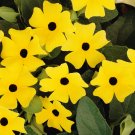 Wonderful Thunbergia Yellow Beautiful Flower Garden Plant